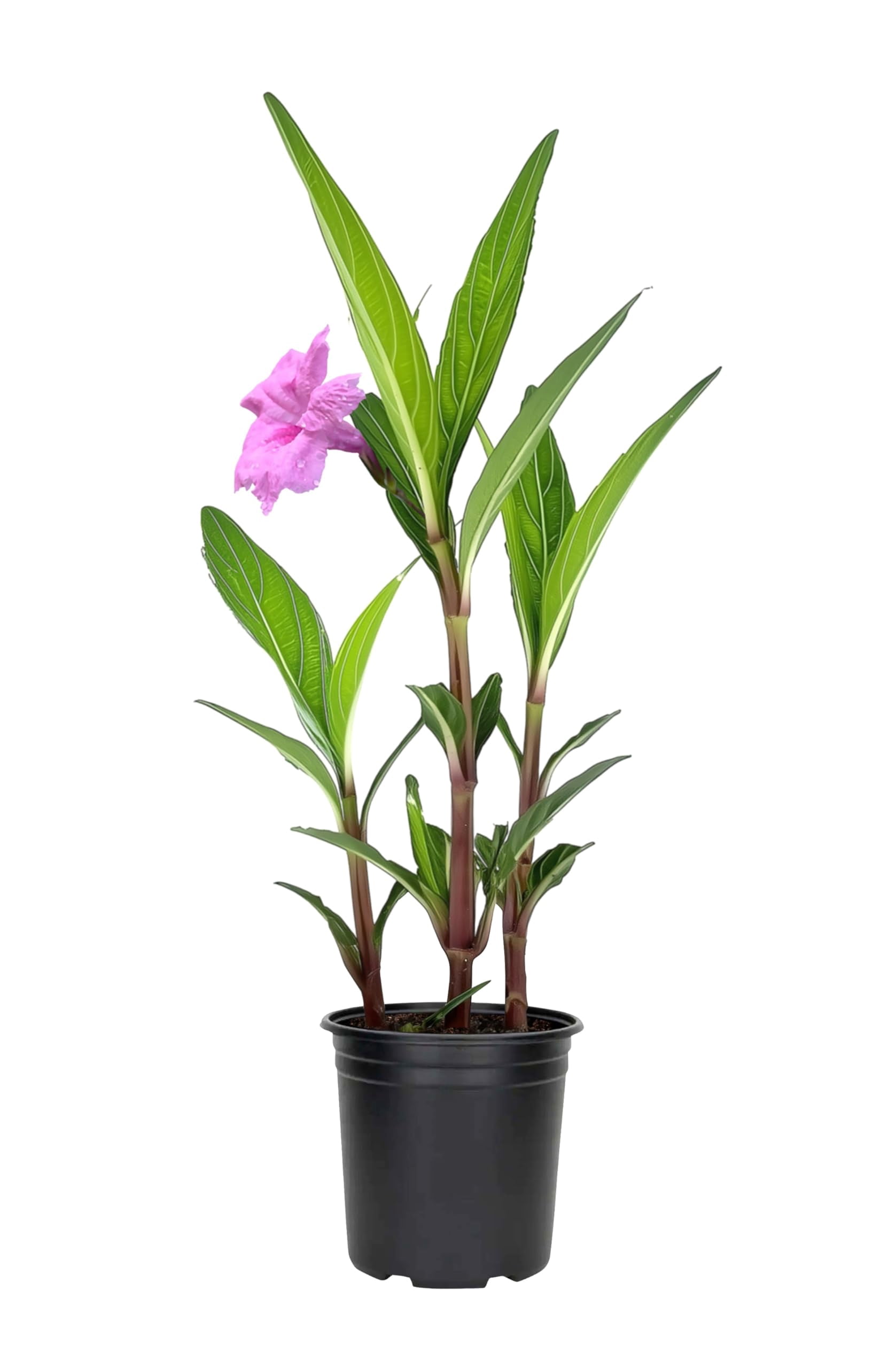 Petunia (#194) main image 1
