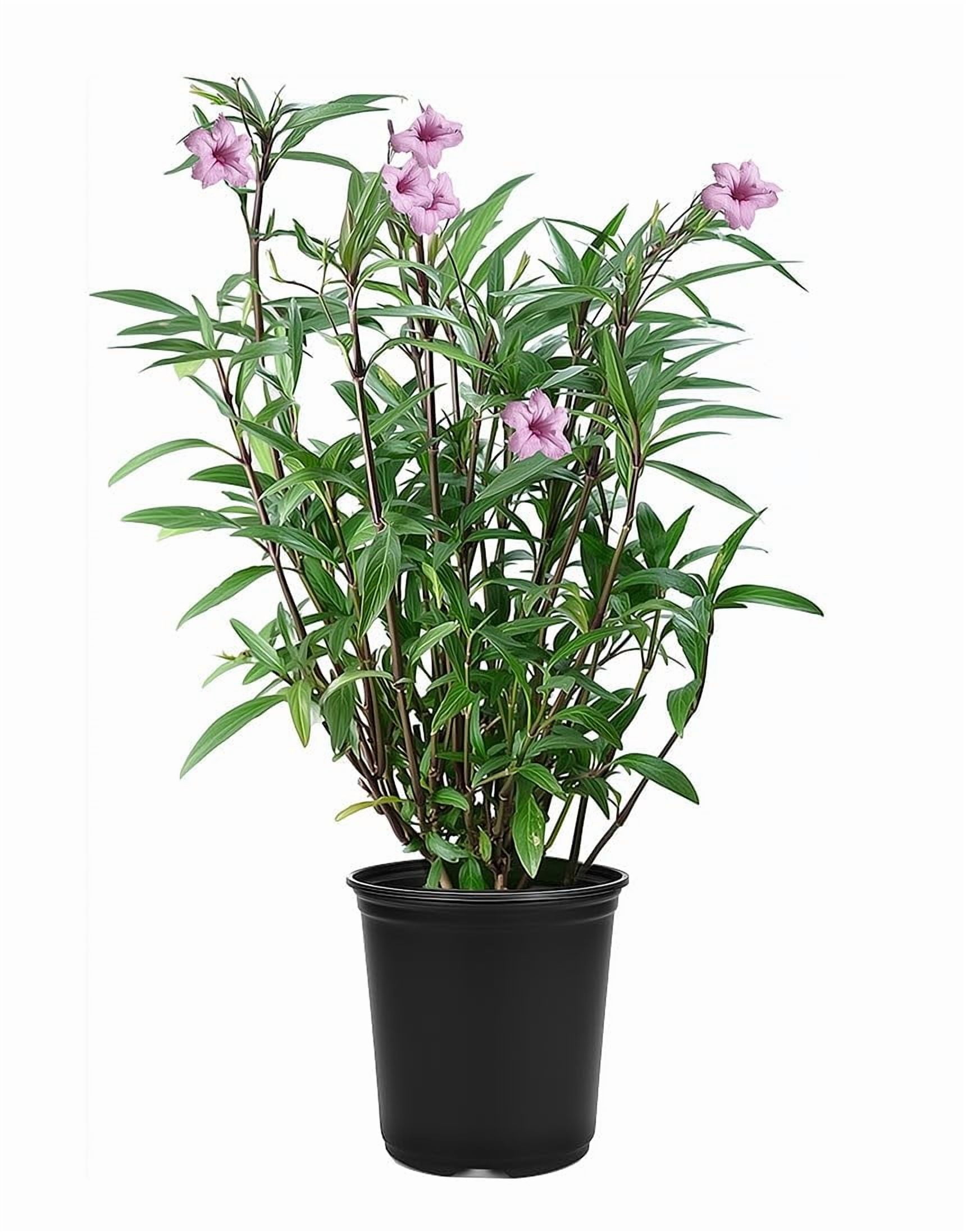 Mexican Petunia Pink I 1 Large Gallon Size Plant I Ruellia Brittoniana | Live Delicate Pink Flowers, Drought and Heat Tolerant, Perfect for Borders and Containers