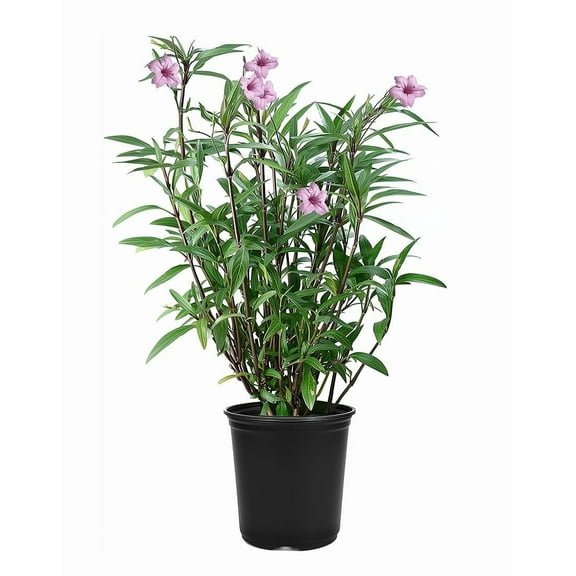 Mexican Petunia Pink I 3 Large Gallon Size Plants I Ruellia Brittoniana | Live Delicate Pink Flowers, Drought and Heat Tolerant, Perfect for Borders and Containers