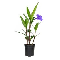 Mexican Petunia Purple | 5 Live 4 Inch Plants | Ruellia Brittoniana | Purple Flowering Landscape Pollinator | Heat Tolerant Groundcover | Outdoor Perennial for Gardens Borders Walkways Containers