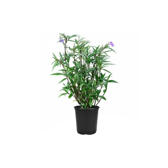 Mexican Petunia Purple I 2 Large Gallon Size Plants I Ruellia Brittoniana Live Vibrant Purple Flowers, Drought and Heat Tolerant, Ideal for Garden Borders and Container Planting