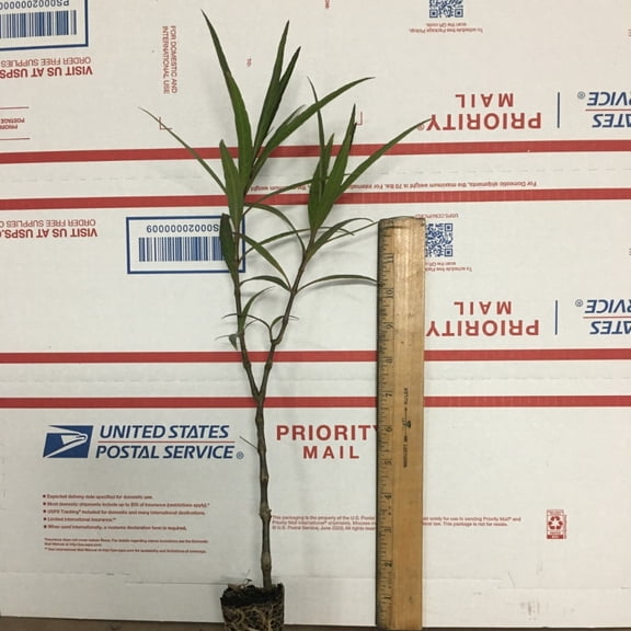 Mexican Petunia (Purple Showers)