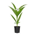 thumbnail image 1 of Mexican Petunia White | 10 Live 4 Inch Plants | Ruellia Brittoniana | White Flowering Landscape Pollinator | Heat Tolerant Groundcover | Outdoor Perennial for Gardens Borders Walkways Containers, 1 of 6