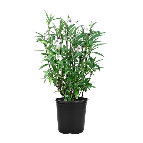 Mexican Petunia White | 2 Large Gallon Size Plants | Ruellia Brittoniana | White Flowering Landscape Pollinator | Heat Tolerant Groundcover | Outdoor Perennial for Gardens Borders Walkways Container