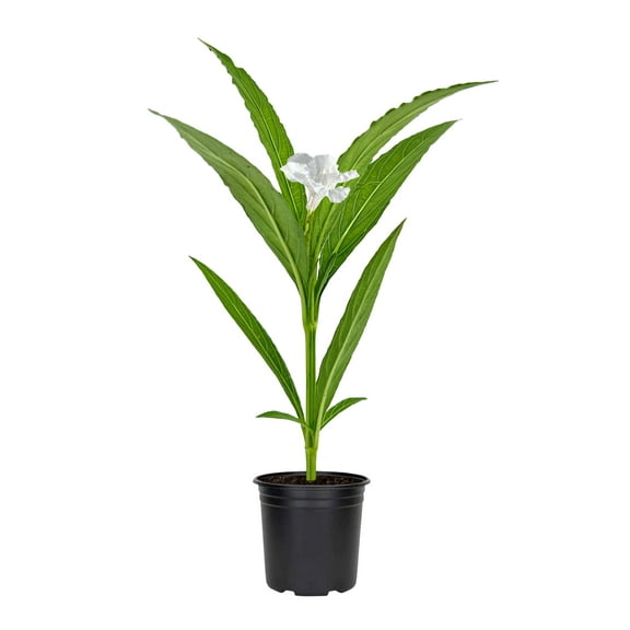 Mexican Petunia White | 3 Live 4 Inch Plants | Ruellia Brittoniana | White Flowering Landscape Pollinator | Heat Tolerant Groundcover | Outdoor Perennial for Gardens Borders Walkways Containers