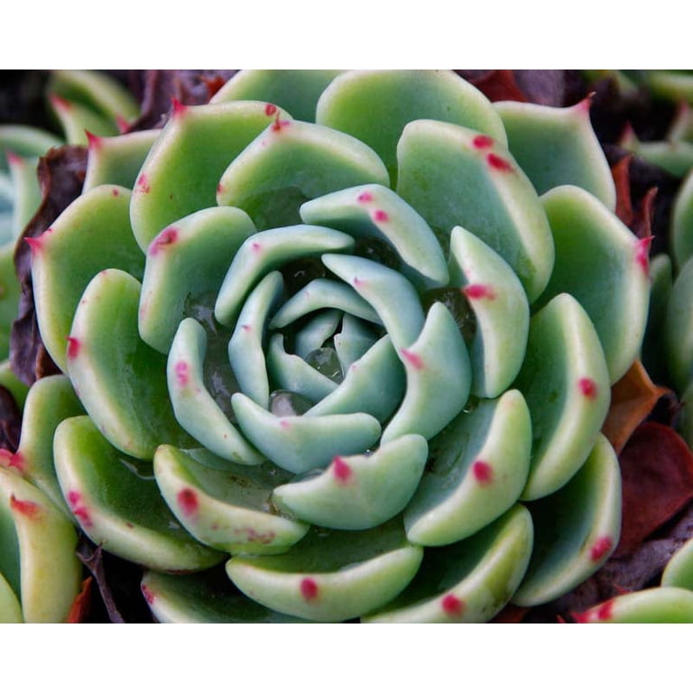 succulent spot Echeveria 'Pink Spot' 2