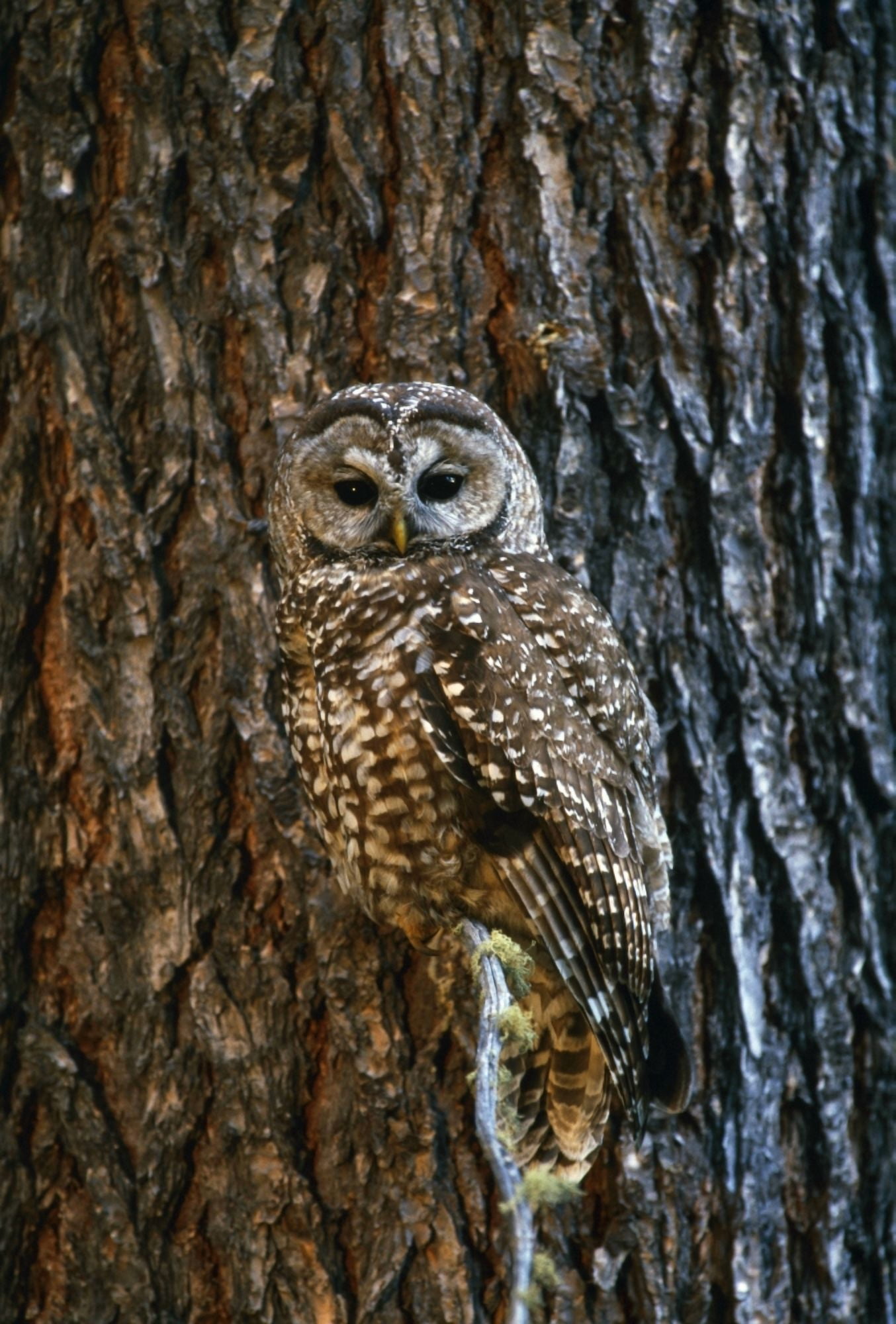 Mexican Spotted Owl Camouflaged Against Tree Bark Canvas Art - Natural Selection David Ponton  Design Pics (24 x 36)