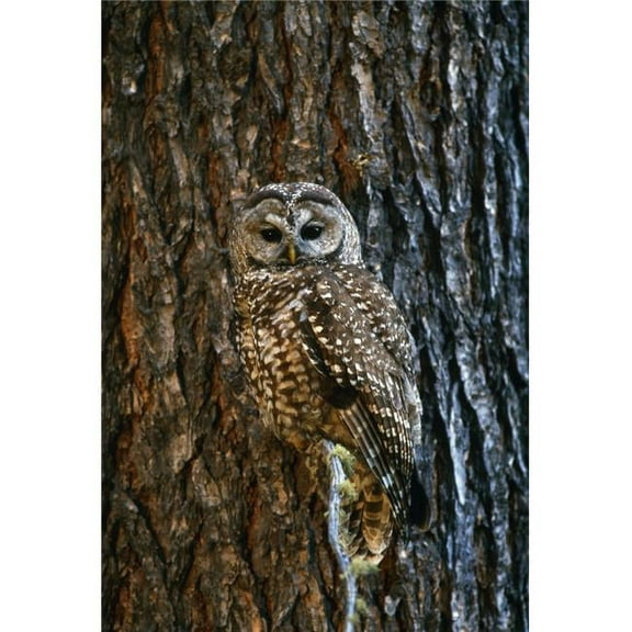 Mexican Spotted Owl Camouflaged Against Tree Bark Poster Print by Natural Selection David Ponton, 12 x 18