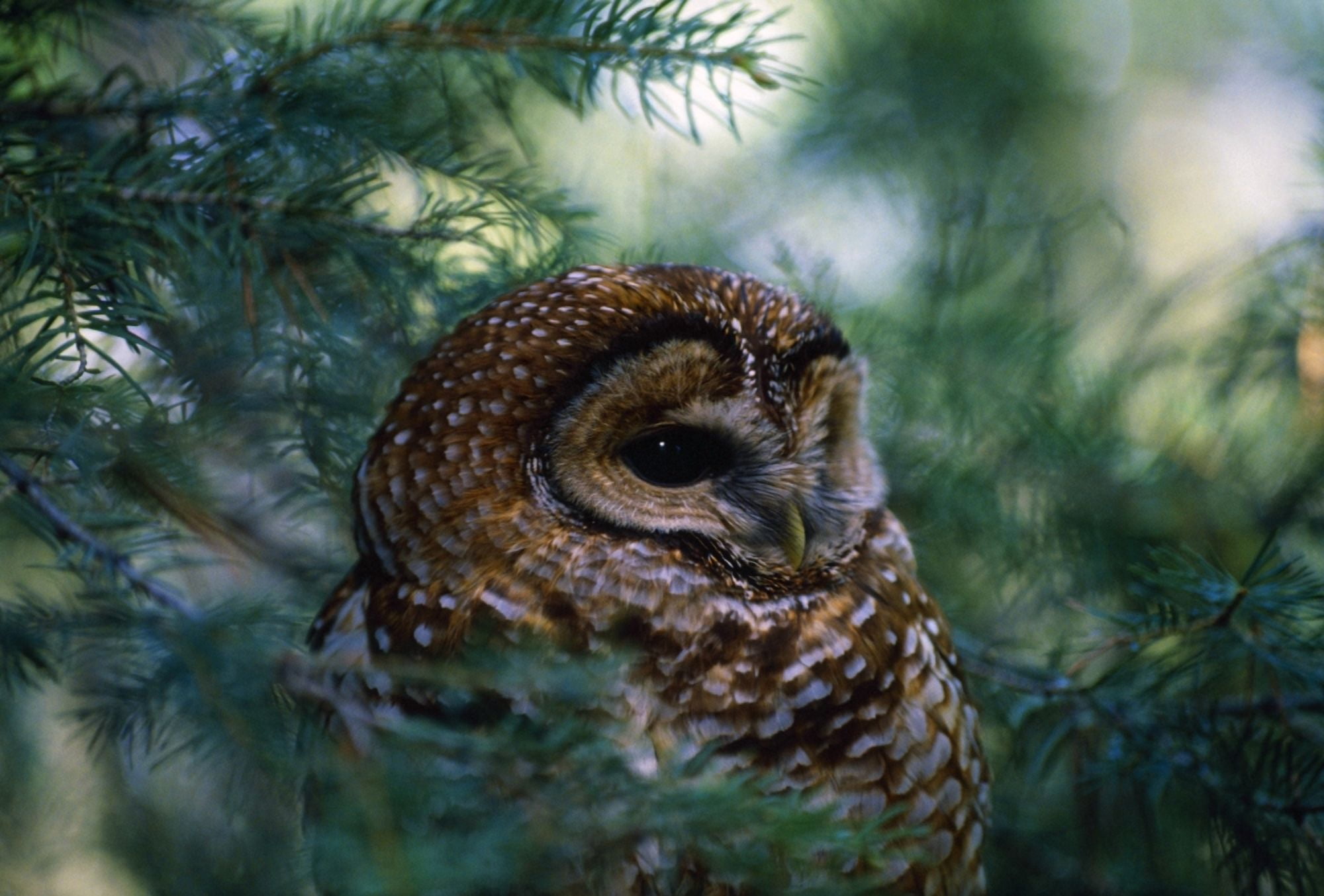 Mexican Spotted Owl In Tree Canvas Art - Natural Selection David Ponton  Design Pics (36 x 24)