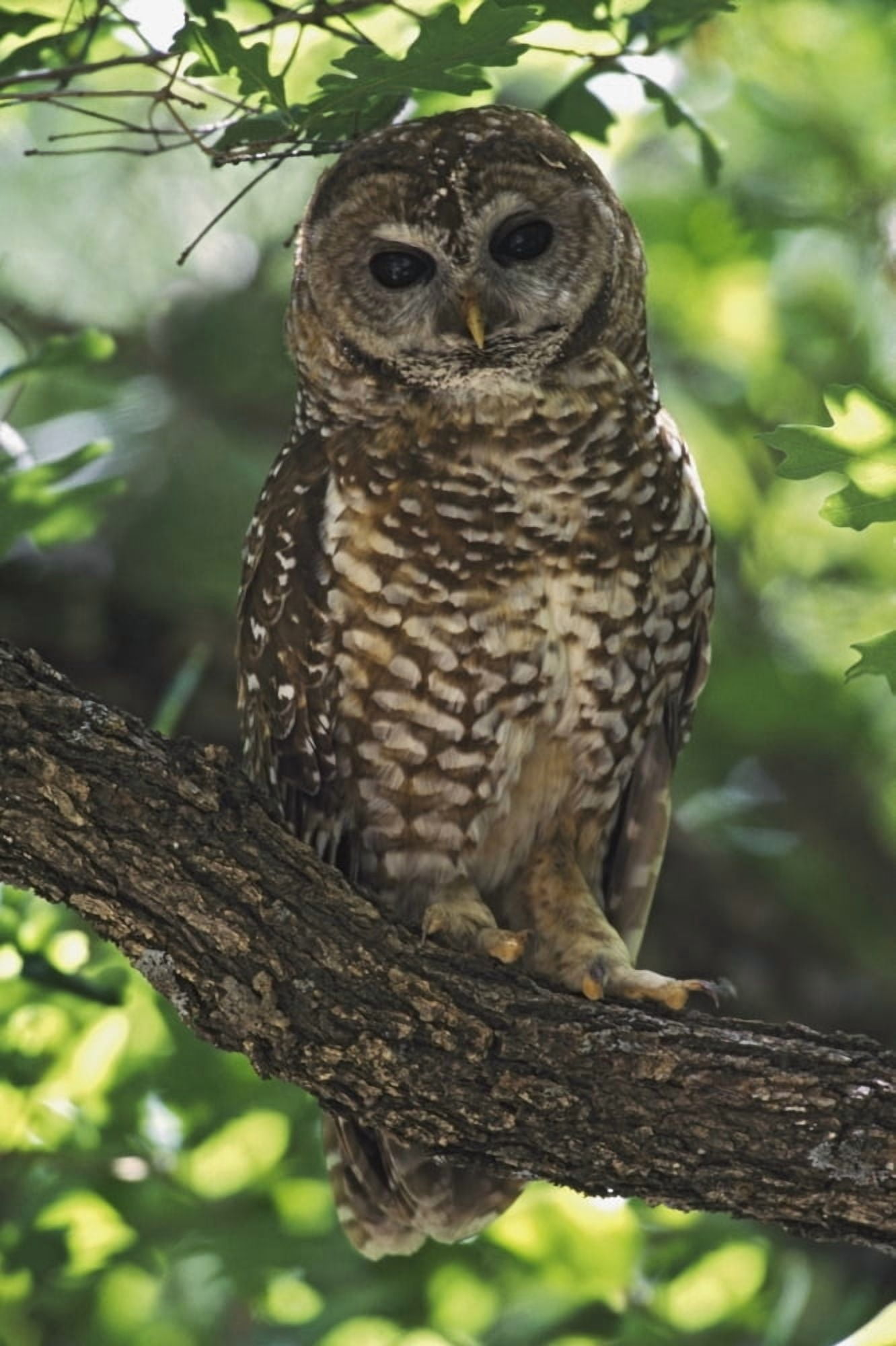 Mexican Spotted Owl On Perch In Gambel Oak Canvas Art - David Ponton Design Pics (12 x 19)