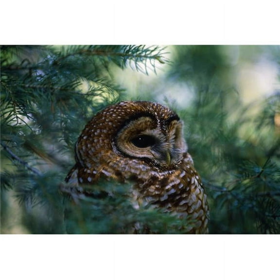 Mexican Spotted Owl in Tree Poster Print by Natural Selection David Ponton - 36 x 24 - Large