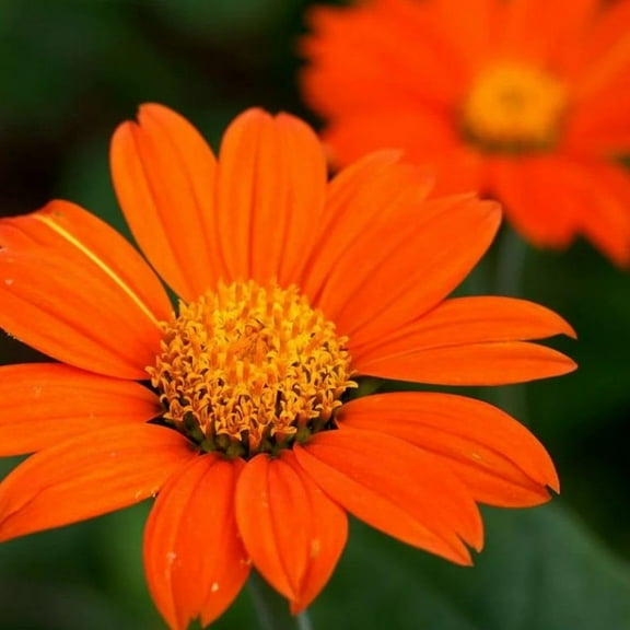 Mexican Sunflower Seeds for Planting | Non-GMO & Heirloom Flower Seeds | 50 Giant Mammoth Sunflower Seeds to Plant Home Outdoor Garden | Buy Planting Packets in Bulk (4 Packs)