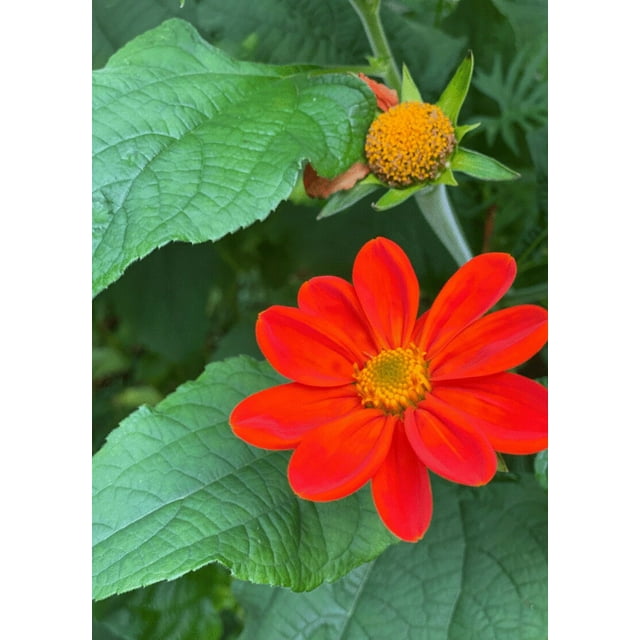 Sherwood's Seeds 10 Mexican Sunflower Torch Tithonia Flower Premium 