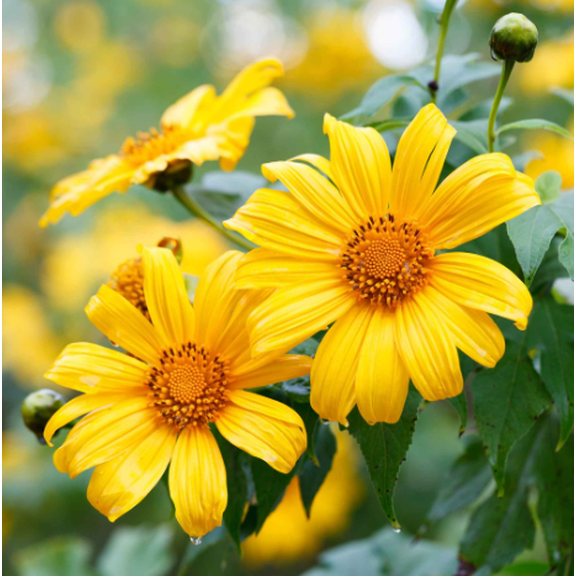 Mexican Sunflower Yellow Live Plant, Yellow Flower Plant 10 to 12 Inc Tall for Indoor Outdoor in 4" Pot