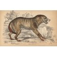 thumbnail image 1 of Mexican Wolf, Canis Lupus Baileyi Poster Print By ® Florilegius Mary Evans (24 X 18), 1 of 4