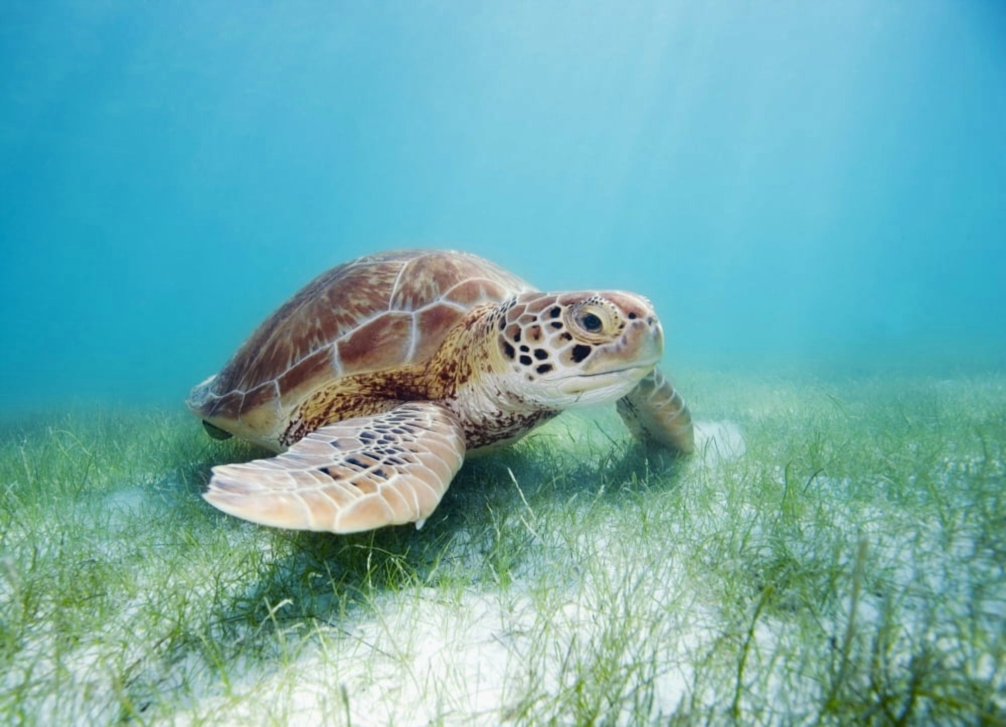 Mexico Akumal Green Sea Turtle (Chelonia Mydas) An Endangered Species Canvas Art - M Swiet Productions Design Pics (36 x 26)