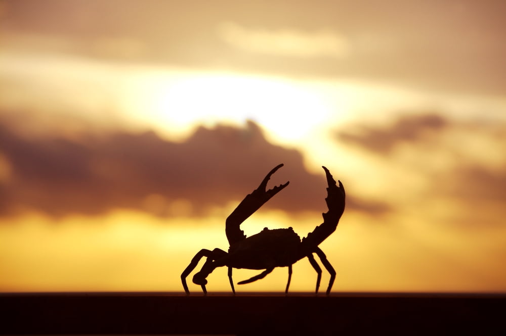 Mexico Cabo San Lucas Crab Walking On Railing In Sunset Baja California Sur Canvas Art - Larry Dale Gordon Design Pics (36 x 22)