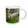 thumbnail image 1 of 3drose, Mexico, Chiapas, Tuxtla Gutierrez. a Little Donkey Tied Up in the Yard, 15oz Mug, 1 of 6
