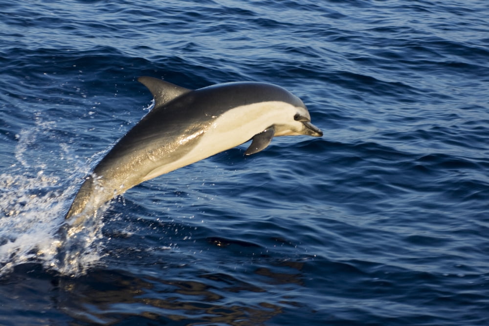 Mexico Coast Common Dolphin (Delphinus Delphis) Jumping From Deep Blue Sea Canvas Art - Dave Fleetham Design Pics (17 x 11)