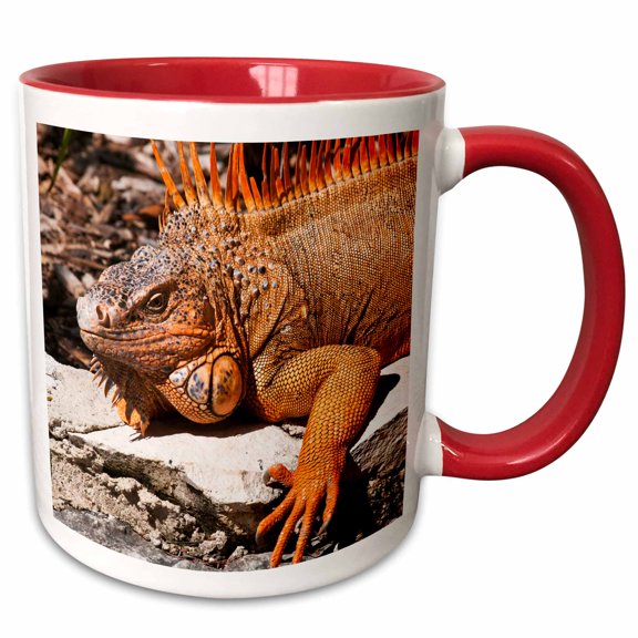 3drose, Mexico, Cozumel. Iguana Lizard, Isla De Cozumel - Sa13 Mde0095 - Michael Defreitas, 11oz Two-tone Red Mug