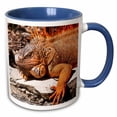 thumbnail image 1 of 3drose, Mexico, Cozumel. Iguana Lizard, Isla De Cozumel - Sa13 Mde0095 - Michael Defreitas, 15oz Two-tone Blue Mug, 1 of 6