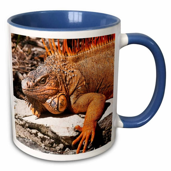 3drose, Mexico, Cozumel. Iguana Lizard, Isla De Cozumel - Sa13 Mde0095 - Michael Defreitas, 15oz Two-tone Blue Mug