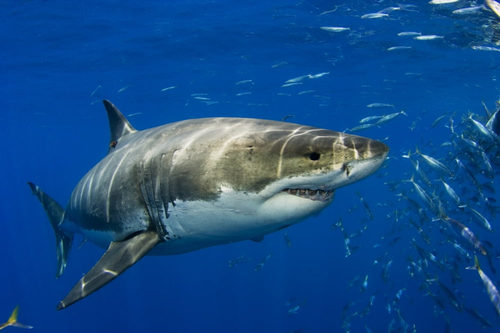 Mexico Fish Schooling Nearby Guadalupe Island Great White Shark (Carcharodon Carcharias) In Open Water Canvas Art - Dave Fleetham Design Pics (17 x 11)