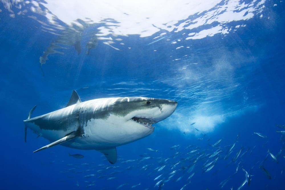 Mexico Great White Shark (Carcharodon Carcharias) Guadalupe Island Canvas Art - Dave Fleetham Design Pics (17 x 11)