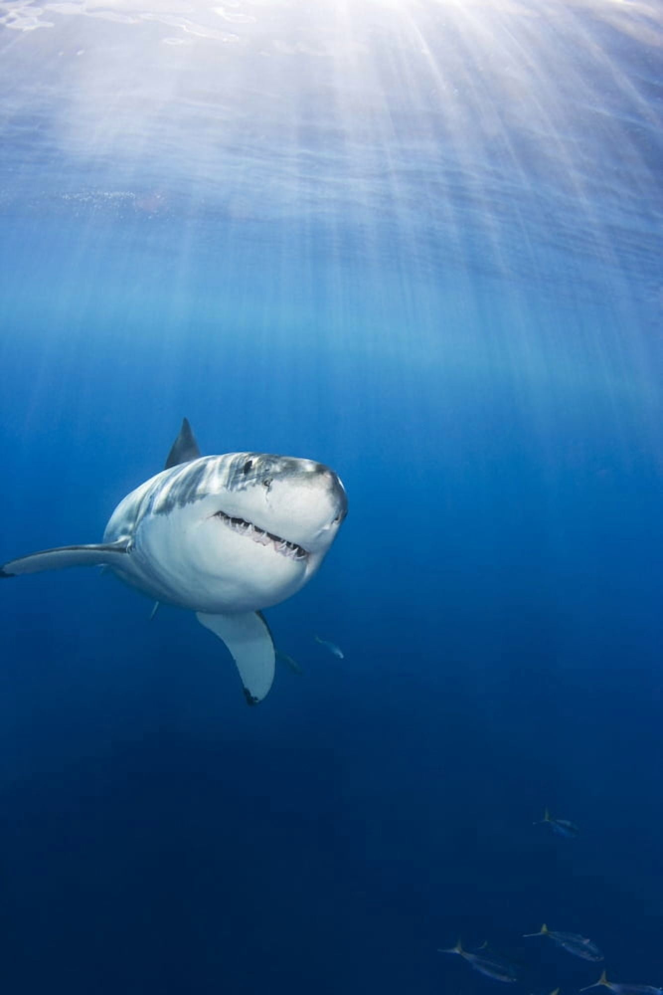 Mexico Great White Shark (Carcharodon Carcharias) Guadalupe Island Canvas Art - Dave Fleetham Design Pics (22 x 34)