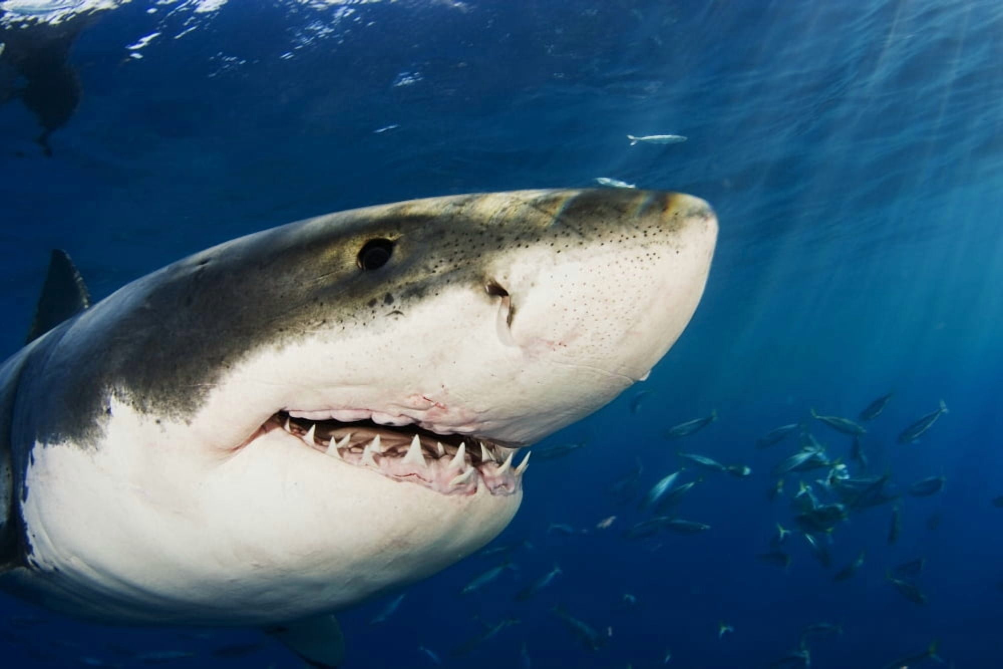 Mexico Guadalupe Island Great White Shark (Carcharodon Carcharias) Close-Up Of Head Canvas Art - Dave Fleetham Design Pics (34 x 22)