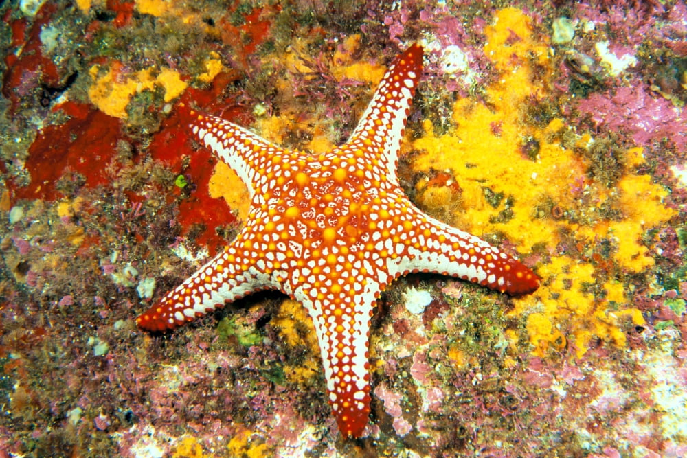 Mexico Gulf sea star (Pentaceraster cumingi) on colorful coral Canvas Art - Dave Fleetham Design Pics (20 x 13)