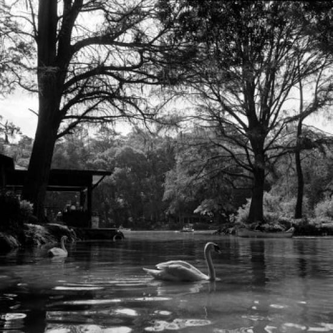 Mexico Mexico City Swan in pond Canvas Art - (24 x 36)