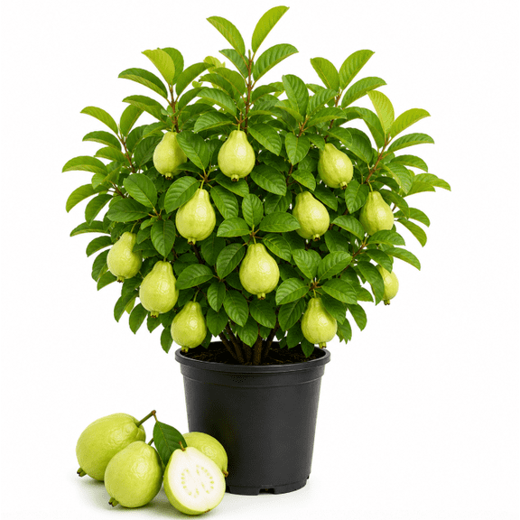 Mexico Pear Guava Tree Live Plant 4-6 Inch Tall, Sweet Guava Plant, Tropical Fruit Tree Starter for Home Garden or Container in 4 Inch Pot