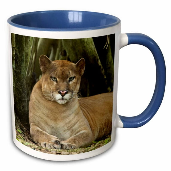 3drose, Mexico. Puma Concolor, Puma in Montane Tropical Forest., 11oz Two-tone Blue Mug