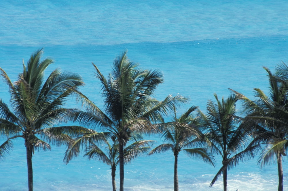 Mexico Quintana Roo Palm trees with turquoise sea Cancun Canvas Art - Carlos Sanchez Pereyra Design Pics (19 x 12)