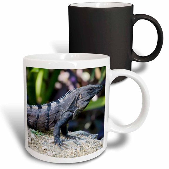 3drose, Mexico, Quintana Roo, Tulum, Black Iguana Lizard - Sa13 Jeg0742 - Julie Eggers, 11oz Magic Transforming Mug