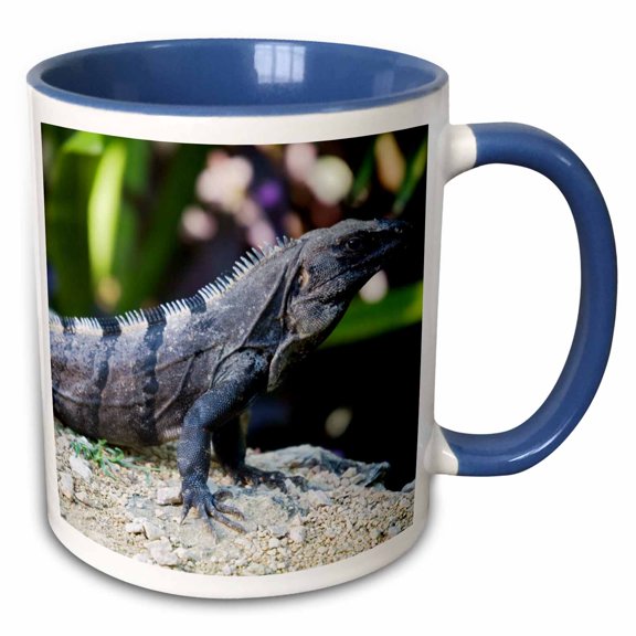 3drose, Mexico, Quintana Roo, Tulum, Black Iguana Lizard - Sa13 Jeg0742 - Julie Eggers, 11oz Two-tone Blue Mug