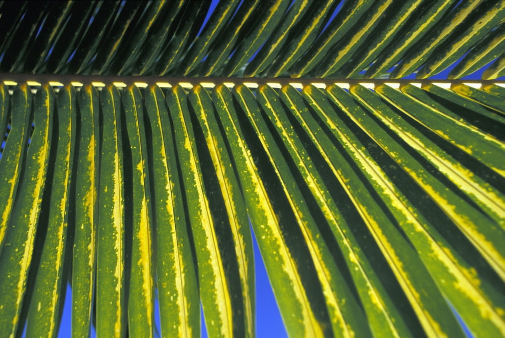 Mexico Riviera Maya Chankanaab Nature Park Cozumel Palm leaf Canvas Art - Carlos Sanchez Pereyra Design Pics (18 x 12)