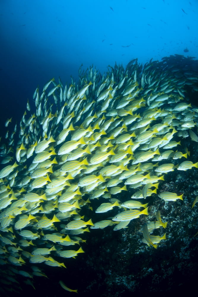 Mexico Schooling Blue And Gold Snapper (Lutjanus Viridis) Canvas Art - Dave Fleetham Design Pics (24 x 38)