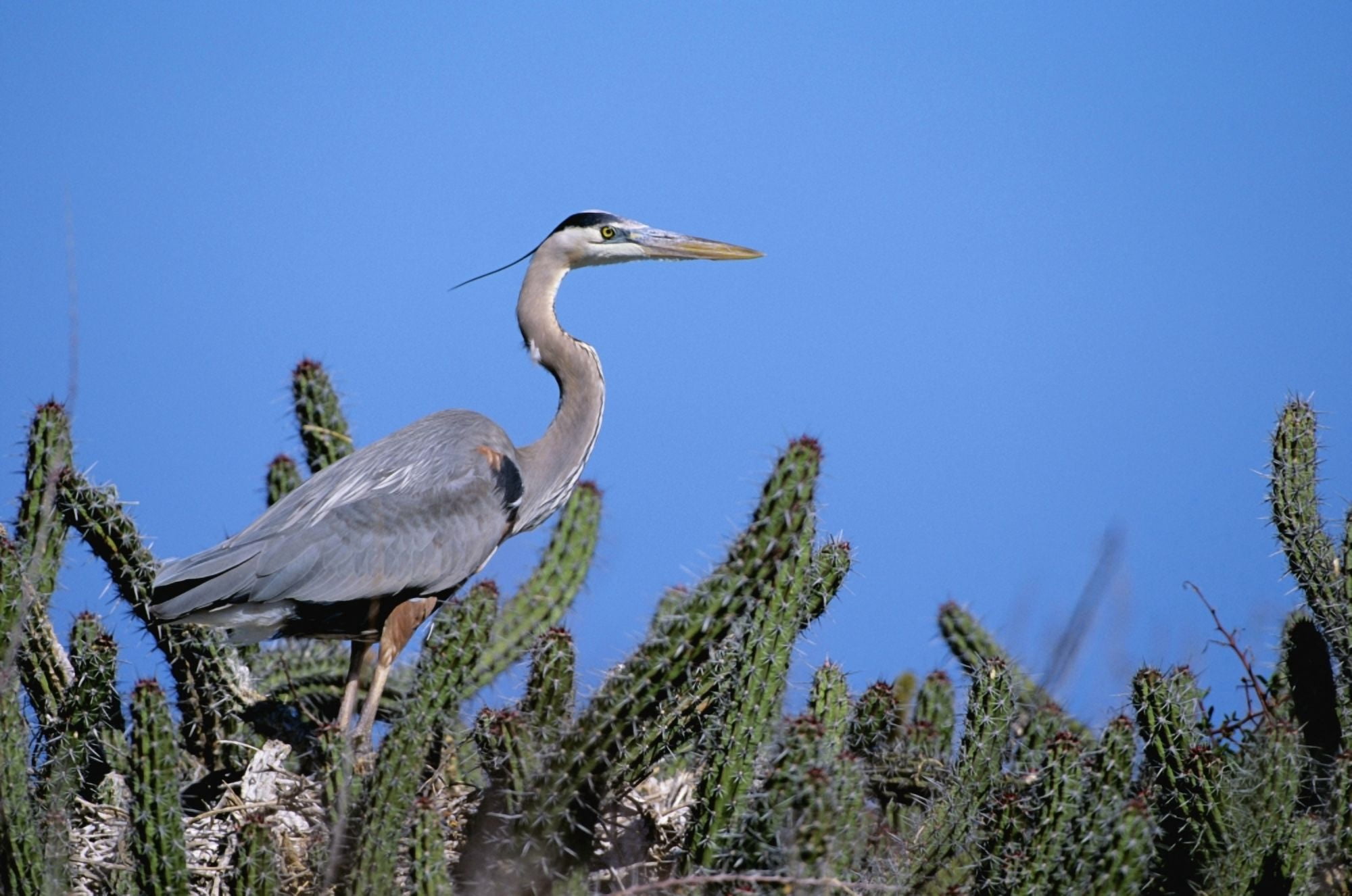Mexico Sea Of Cortez Closeup Of A Great Blue Heron On A Nest In Cactus Canvas Art - John Hyde Design Pics (34 x 22)