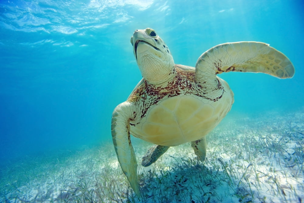 Mexico Yucatan Peninsula Green Sea Turtle (Chelonia Mydas) An Endangered Species Canvas Art - M Swiet Productions Design Pics (19 x 12)