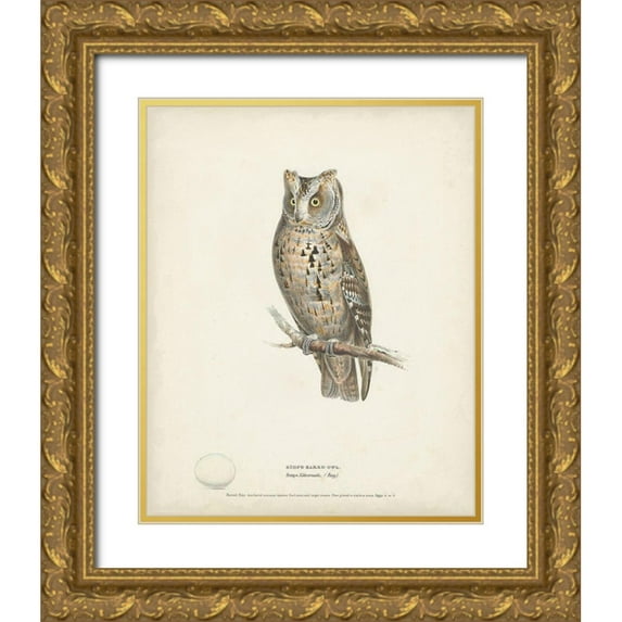 Meyer, H.L. 12x14 Gold Ornate Wood Framed with Double Matting Museum Art Print Titled - Scops- Eared Owl