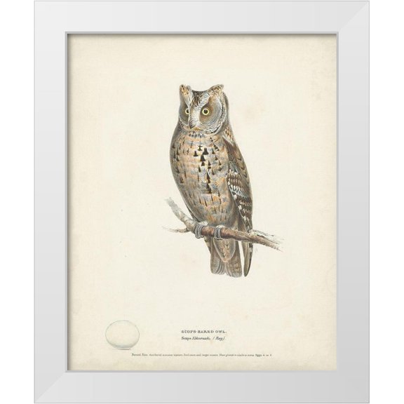 Meyer, H.L. 12x14 White Modern Wood Framed Museum Art Print Titled - Scops- Eared Owl