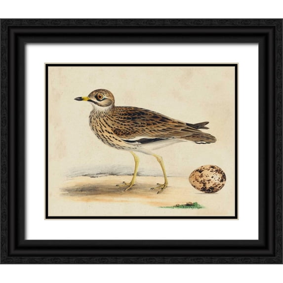 Meyer, H.L. 14x12 Black Ornate Wood Framed with Double Matting Museum Art Print Titled - Meyer Shorebirds IV