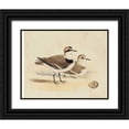 thumbnail image 1 of Meyer, H.L. 14x12 Black Ornate Wood Framed with Double Matting Museum Art Print Titled - Meyer Shorebirds V, 1 of 4