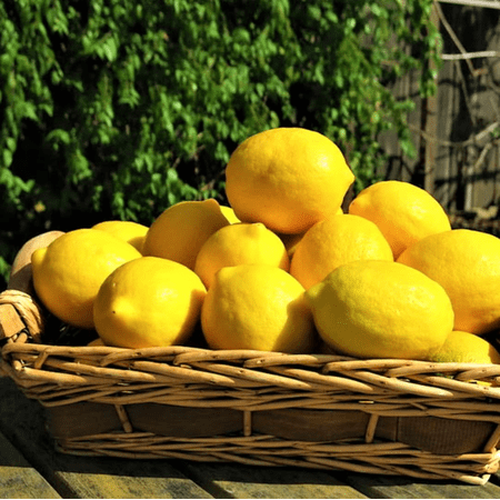 Meyer Lemon Plant Live for Planting, Meyer Lemons Fruit Tree, Yellow Lemon Fruit Plant for Outdoor Garden, 3-5 Inch Tall