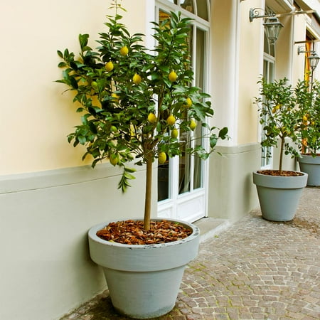 Brighter Blooms - Meyer Lemon Tree, 2-3 ft. - No Shipping to AK, AL, AZ, CA, FL, GA, HI, LA, MS, OR, TX