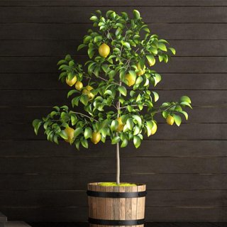 Yuzu Lemon Trees for Sale -  – Madison Citrus  Nursery