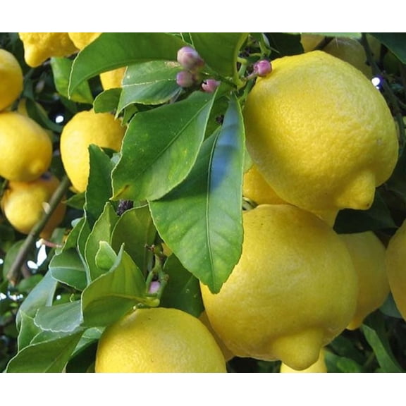 Meyer Lemon Tree Live Plant, Yellow Lemons Plant, Fruit Tree 6-10" Tall