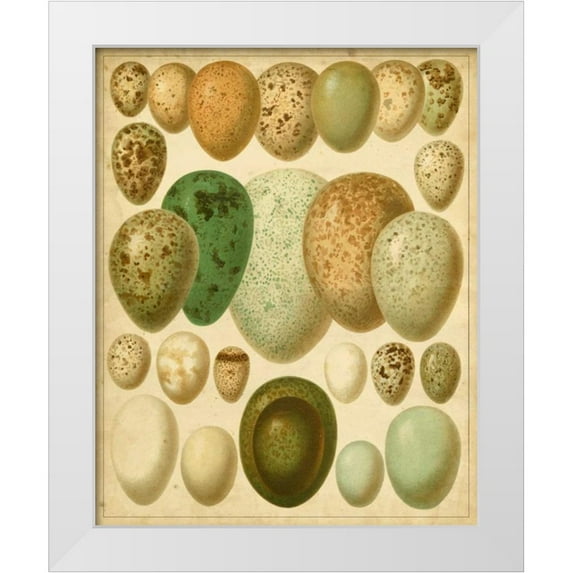 Meyers 12x14 White Modern Wood Framed Museum Art Print Titled - Vintage Bird Eggs II